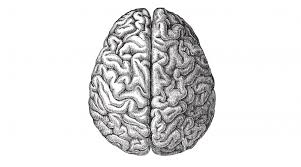 Brain, the mass of nerve tissue in the anterior end of an organism. Evolution Of The Human Brain Stories Yourgenome Org