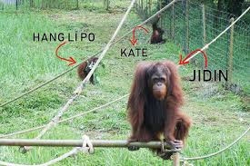 Anyway, here i am, 16 years after it was built. Bukit Merah Orang Utan Island Foundation Bmoui Sallysamsaiman Com