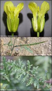 Image result for Erucastrum