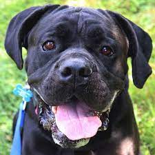 Why go to a dog breeder, cat breeder or pet store to buy a dog or buy a cat when you can adopt? Dog For Adoption Zora A Mastiff Labrador Retriever Mix In Kansas City Ks Petfinder