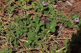 Image result for Phyla nodiflora