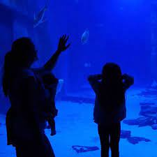 Ever Struggle With Captions I Ve Been Wanting To Share This Picture From Our Recent Aquarium Trip For Ages But Just Can T Instagram Instagram Captions Trip
