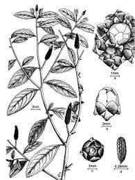 Image result for Sphenoclea zeylanica