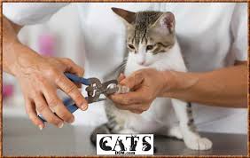 If he cries and scratches at the door, you can discourage him by placing something in front of the door that he won't want to step on, such. How To Keep A Cat From Scratching The Carpet Under Your Door