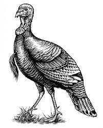 Image Result For Line Drawings Of Wild Turkey Wild Turkey Bourbon Scratchboard Animals Turkey Drawing Drawing line turkey illustrations & vectors. wild turkey wild turkey bourbon