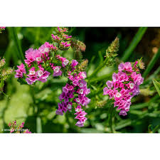 Image result for Limonium