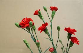 Feb 08, 2021 · each of these 11 trees and shrubs has at least one cultivar that will bear white flowers each year. 40 Types Of Red Flowers With Pictures Flower Glossary
