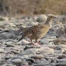 وفي هذا البيتِ شاهدٌ على أَن قولَهم مَلَك حُذِفت منه وخُفِّفَت بنقل حركتِها على ما <ص:535> قبلَها، بدليل قولهم مَلائكة، فأُعيدت الهمزة في الجمع، وبقول الشاعر: ØµÙØ±Ø¯ Hashtag On Twitter