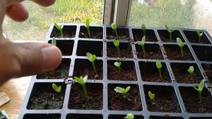 In dragon fruit farming for plant better expansion and growth, organic compost or fertilizer can play the main role. How To Grow Yellow Dragon Fruit From Seeds Part 4 Youtube