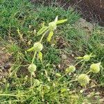 Image result for Leucas deflexa