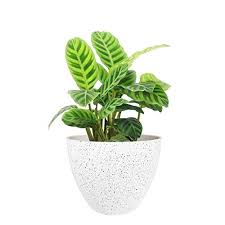 Browse for terracotta plant pots, metal square or bell planters and more. Flower Pots Outdoor Indoor Garden Planters Plant Pots Containers With Drain Hole Speckled White 8 6 Inch 1