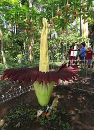 23 Things You Ve Probably Never Seen Before Corpse Flower Corpse Flower Bloom Plants