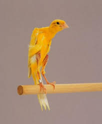 Tentang kemampuan yang dimilikinya, burung ini punya suara kicauan. 26 Jenis Burung Kenari Dan Harganya Gambar