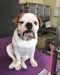 An attempt to bring back the way the bulldog looked like in the victorian era with a little incentive results in the development of this breed. The Victorian Bulldog Solving One Breed S Failing Health Animalso