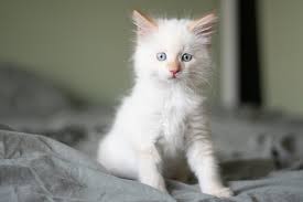 Hd widescreen wallpapers of adorable fluffy baby kittens. White Kitten Pictures Download Free Images On Unsplash
