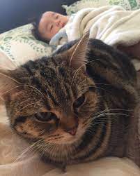 new the 10 best home decor with pictures 赤ちゃんの近くでのんびり 今月でちょこちゃん1歳 cat baby catsofinstagram 猫と赤ちゃん 猫のいる暮らし 赤ちゃん 生後5ヶ月 ペコねこ部 animals cats pictures