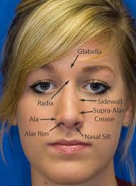 In the upper part, the paired nasal bones and frontal processes of the maxilla form the pyramidal vault in horizontal section. Rhinoplasty Anatomy Rhinoplasty In Seattle