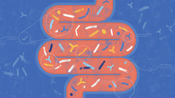 What Does Your Gut Microbiome Have to Do With Your Health? | Northwestern Medicine