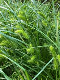 Image result for Carex lycurus