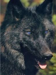 Black And Grey Wolf With Blue Eyes Pin By Cindy Thomas On Love Wolves Wolf With Blue Eyes Wolf Dog Black Wolf