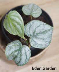 Check spelling or type a new query. Philodendron Brandtianum Eden Garden For Exotic Flora Facebook