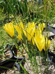 Image result for Gladiolus trichonemifolius