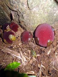 Image result for Balanophoraceae