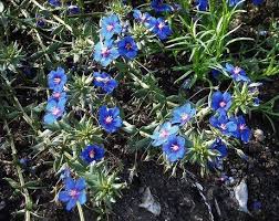 Image result for Anagallis pumila