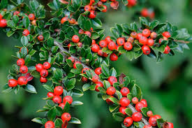 Image result for Cotoneaster