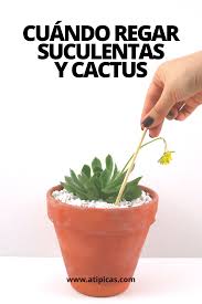 En cactus y suculentas podrás encontrar información práctica y amena con la que pretendemos acercar a todos la afición por estas plantas. Cuando Regar Suculentas Y Cactus Atipicas Suculentas