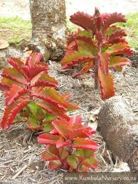 Kalanchoe Sexangularis Planting Succulents Plants Cacti And Succulents