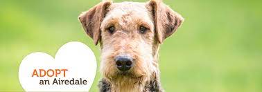 It's free to post an ad. Sunshine Airedalers Of Florida Airedale Rescue Organization