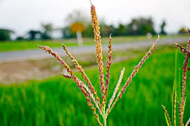 A plant that has a long, thin stem, possibly curving as it elongates, is considered leggy or spindly. Corn Tassel Facts On What It Is Purpose