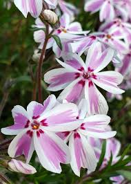 This type of hybrid phlox blooms earlier than the average tall garden phlox (p. Gardenopus On Twitter Lives Its Name Phlox Subulata Creeping Phlox Candystripe Ken Gillander Woodbank Nursery 1985 Is A Tasmanian Selection Of A Favorite Spring Blooming Us Native Wildflower Besides Eyecatching Color Especially Notable