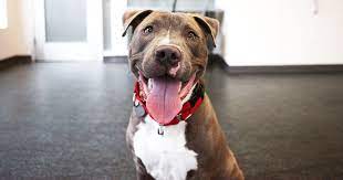 Find your new best friend below—or adopt at a petco store. Portland Aspca