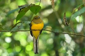 Image result for Tragia rupestris