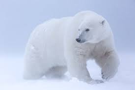 Polar Bear In Anwr Alaska By Matthew Studebaker Photo 84850643 500px Hayvan Hayvanlar