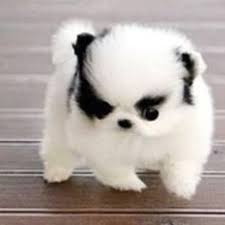 Mini Chien Chien Miniature Spitz Nain Pomeranien Aux Pattes Blanches Chien Animaux Adorables Chien Nain