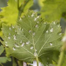 Image result for Colomerus vitis