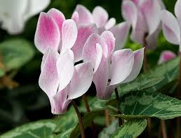 Image result for Cyclamen parviflorum