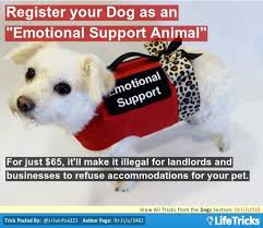 Register Your Dog As An Emotional Support For 65 It Will Make It Illegal For Landlords Businesses To Emotional Support Animal Emotional Support Dog Pets