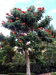 Image result for Hyperacanthus amoenus