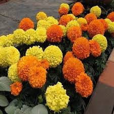 African Marigold Orange Flower Seeds Tagetes Erecta Tall Sierra 50 Seeds Flower Seeds Insect Repellent Plants Flowers