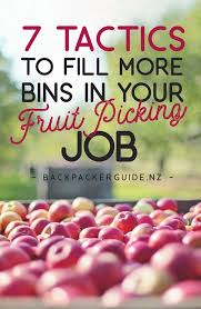 7 Tactics To Fill More Bins In Your Fruit Picking Job Nz Pocket Guide 1 New Zealand Travel Guide Fruit Picking Jobs Fruit Picking Working Holidays