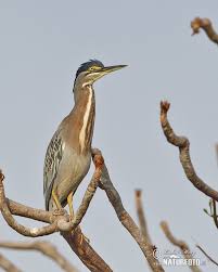 Gambar burung menjadi salah satu pilihan favorit bagi para pecinta gambar. Burung Puchong Keladi Foto Gambar