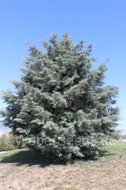 Image result for Cupressus arizonica