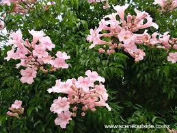 Image result for Podranea brycei