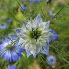Картинки по запросу чернушка посевная Nigella Posevnaya 33 Foto Na Dache Foto