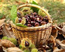 Differenza tra Castagne e Marroni: 7 regole d'oro - ILCUOCOINCAMICIA.com