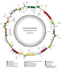 Image result for Tricalysia semidecidua